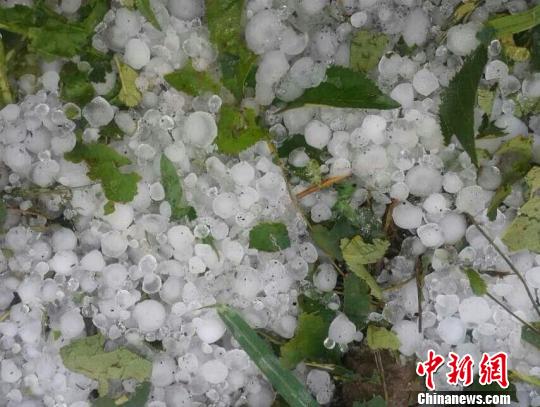 新疆阿克苏一天遭两次冰雹袭击 农作物大面积受损(组图)