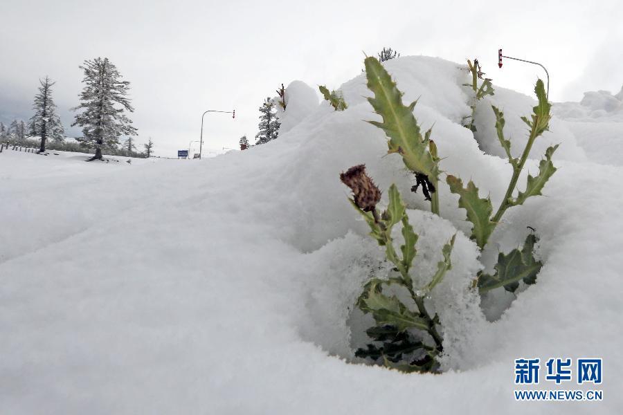 2014年09月12日，新疆维吾尔自治区哈密地区，受冷空气影响，新疆哈密北部降下了今秋首场大雪，部分区域积雪厚度达40厘米以上，给当地农牧业和交通带来了不同程度的影响。CFP视觉中国