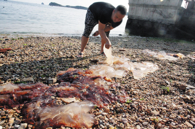 直径2米海蜇有200多斤长年生活海边的人头次见(图)