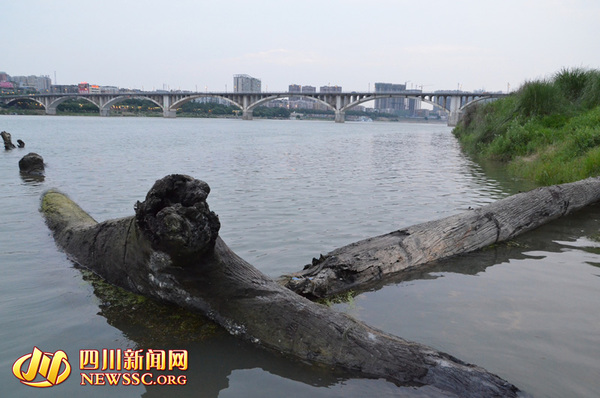 嘉陵江边出现大堆乌木 政府起运被拦