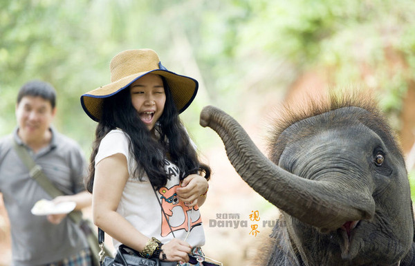 【泰国 普吉岛】沙发里大象园 体验当上帝?…