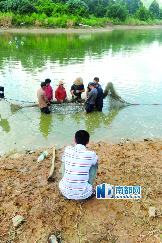 大朗垃圾填埋场,垃圾渗滤液导致附近鱼塘大量死鱼。养鱼户正雇人捕捞死鱼。