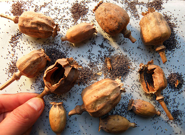 罂粟壳含有吗啡、可待因等30多种生物碱，长期食用会慢性中毒，最终上瘾。　东方IC 资料
