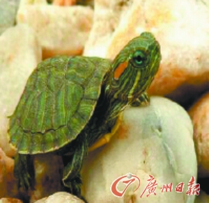 我很萌,但我传播细菌。