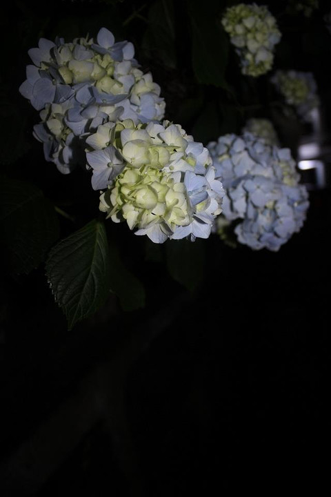 天台山夜寻萤火虫