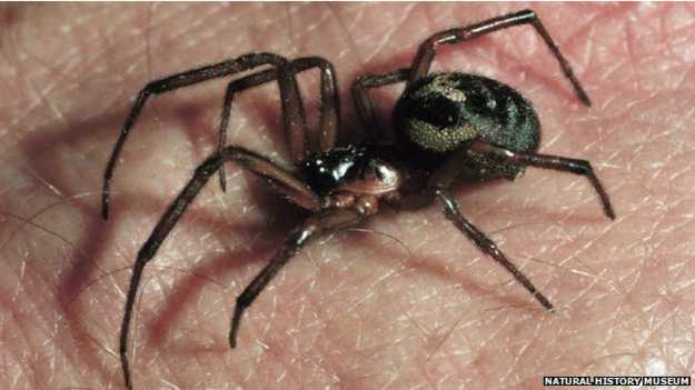 英国"假黑寡妇蜘蛛"剧毒 女子被咬后截去手指(图)