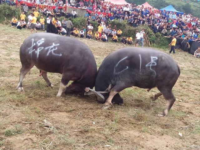 贵州黔东南民间斗牛每逢节假日举行,方圆数十里的村民把斗牛场围堵的