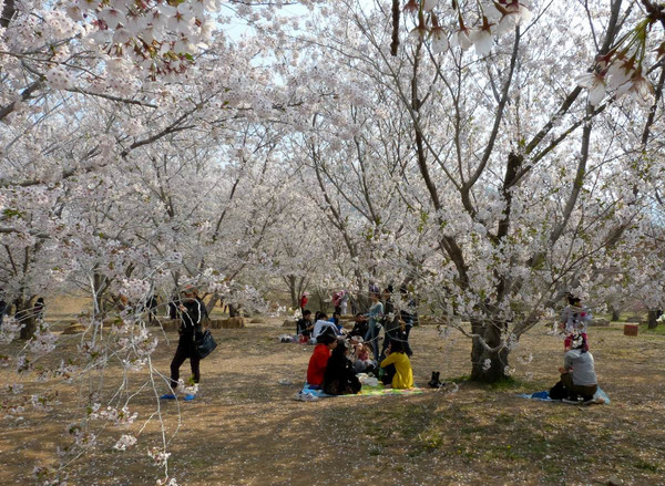 分别在龙王塘水库公园,旅顺203高地公园,大连劳动公园,大连植物园等地