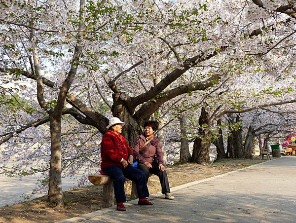 摄于龙王塘水库樱花园