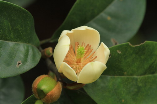 农业植物新品种权代理规定,植物新品种权查询,华南植物园考研吧