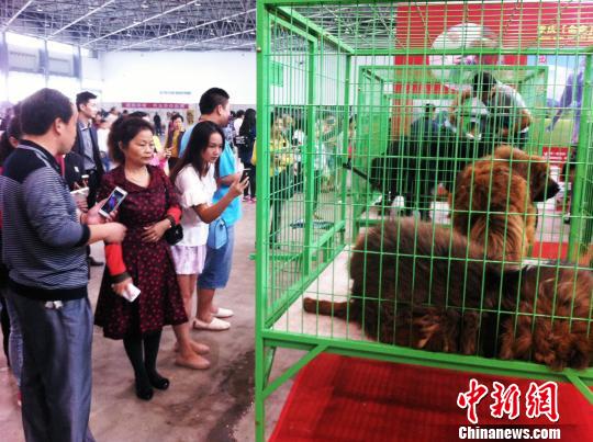 世界名犬排行_这10只世界名狗智商排名竟然火了