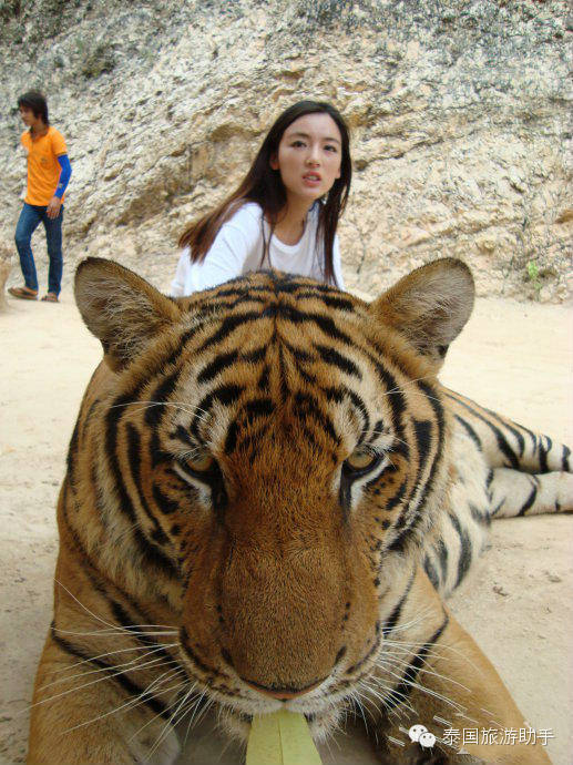 泰国虎庙 和尚与老虎共存