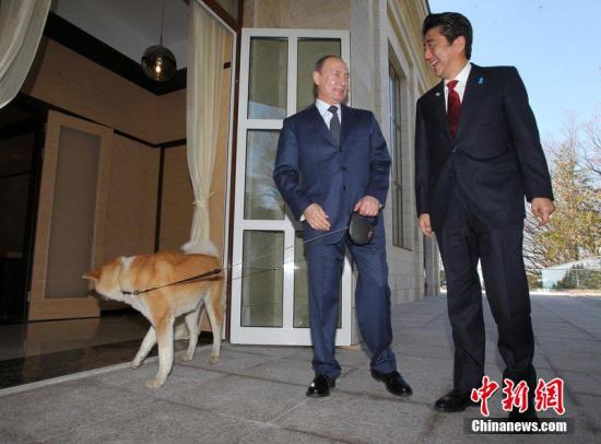 当地时间2014年2月8日，俄罗斯索契，俄罗斯总统普京会晤到访的日本首相安倍晋三。安倍晋三7日出席了索契冬奥会开幕式。CFP视觉中国