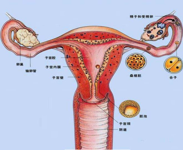 《子宫情事》第二回激情迸发映两厢:输卵管解剖和生理