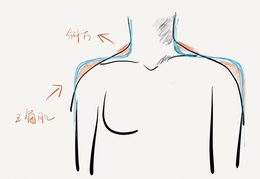 一米六她肩膀照样好看…… 涉及肩膀四周的肌肉有:斜方肌,三角肌,胸大