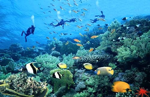 西沙群岛潜水照