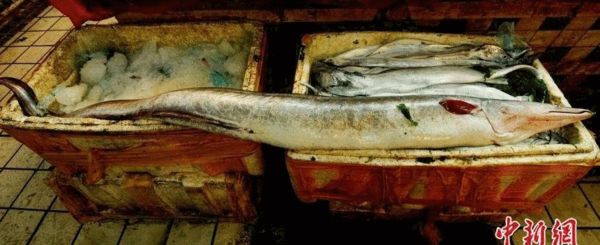 渔民捕获近2米长巨型海鳗鱼
