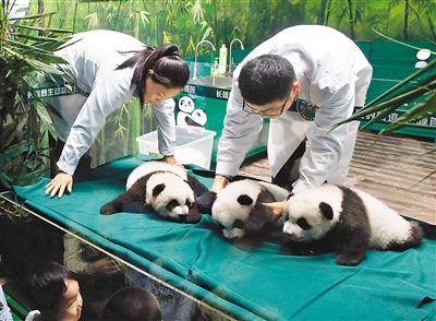 11月5日,广州长隆野生动物世界的三胞胎大熊猫迎来出生百日,同时也