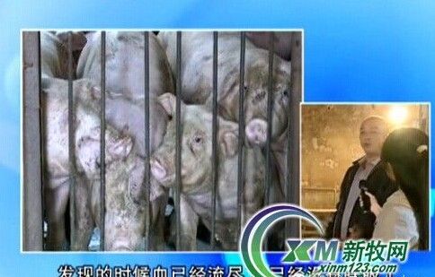 那么,猪为什么咬人如何避免被猪咬伤猪咬人可能存在哪些纠纷