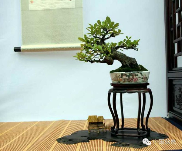 小型,微型盆景个头矮小,有的甚至只有手掌般大小,展现出以小见大的
