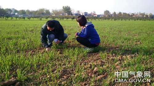 襄城:开展冬小麦分蘖期生长状况调查(图)