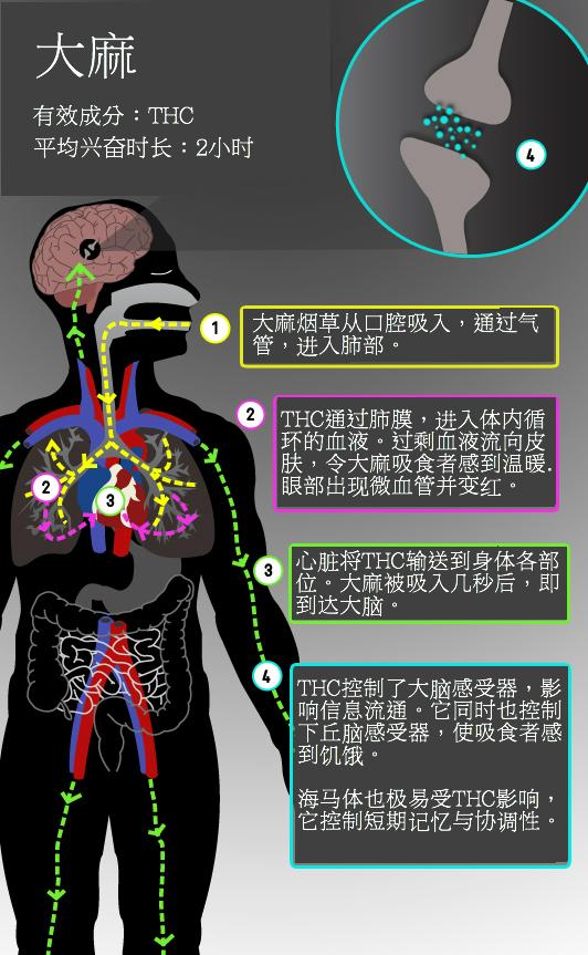 大麻/可卡因/迷幻药是如何起作用的?