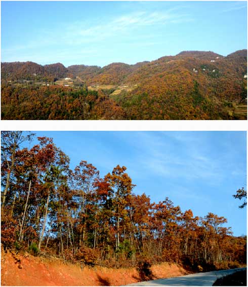 [长阳]香龙山呈现"黄山(组图)