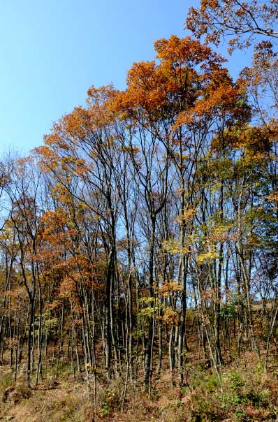 [长阳]香龙山呈现"黄山(组图)