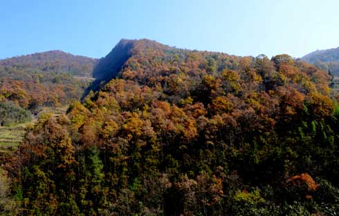 [长阳]香龙山呈现"黄山(组图)
