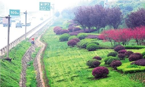武汉三环线万余平方米绿化带被毁 损失达百余