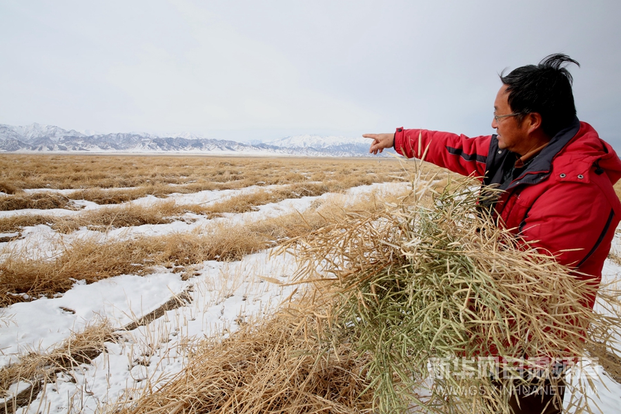 6万亩农作物遭受雪灾 为全国最大油菜连片种植基地(高清)(组图)