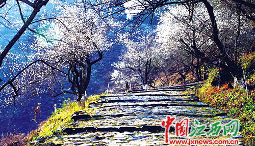 梅花守护着的千年驿道   位于赣州市大余县的梅关古驿道连接着赣