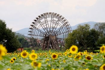 七月:安宁金色螳螂川葵花