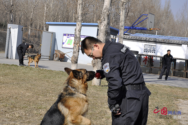 揭秘忻州市公安局警犬训练基地(组图)