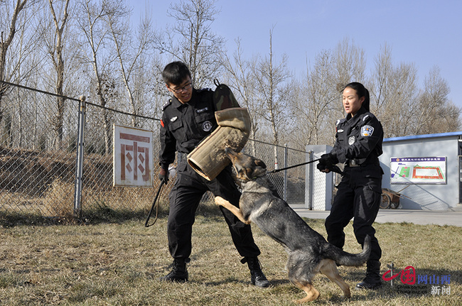 中国网 山西(微博 12月2日,山西省忻州市公安局警犬训练基地的警员们