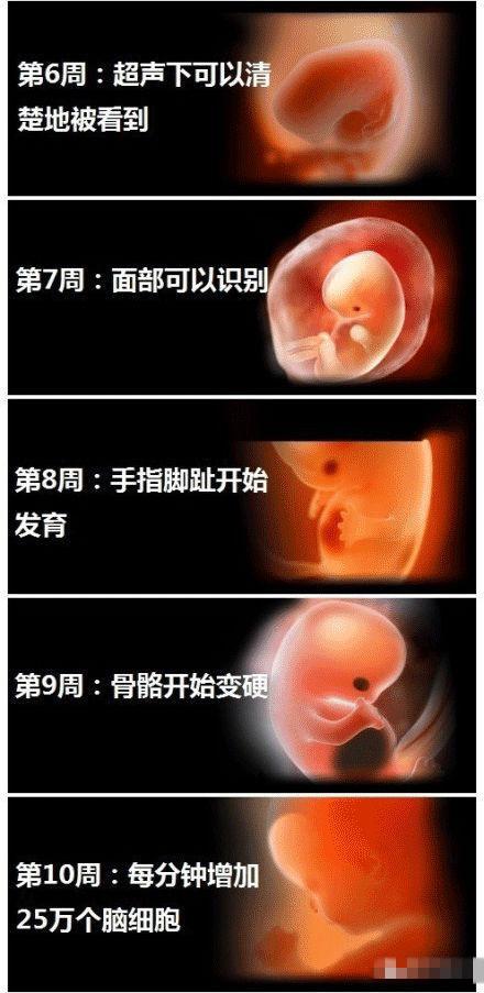 1到40周胎儿发育图,准妈须把握3个营养关键期