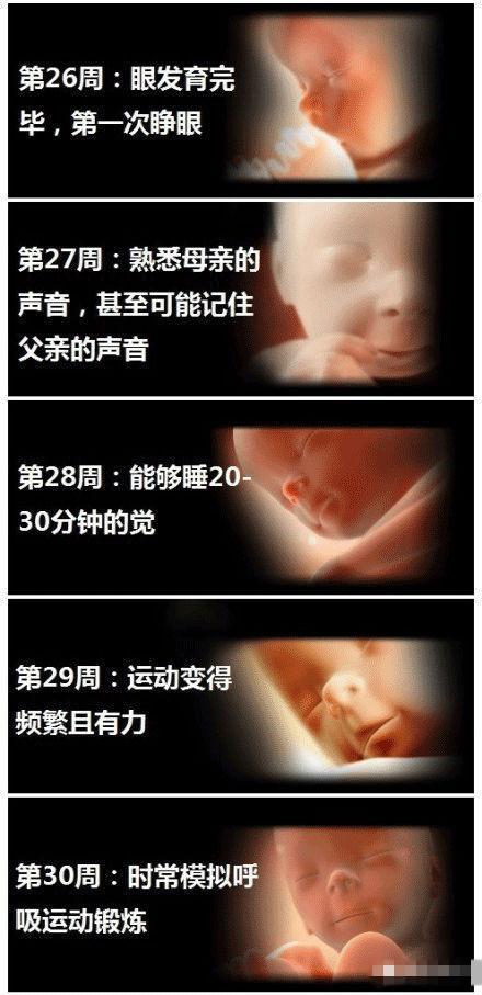 1到40周胎儿发育图,准妈须把握3个营养关键期