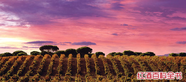 产区|斗牛士的果敢:西班牙葡萄酒产区