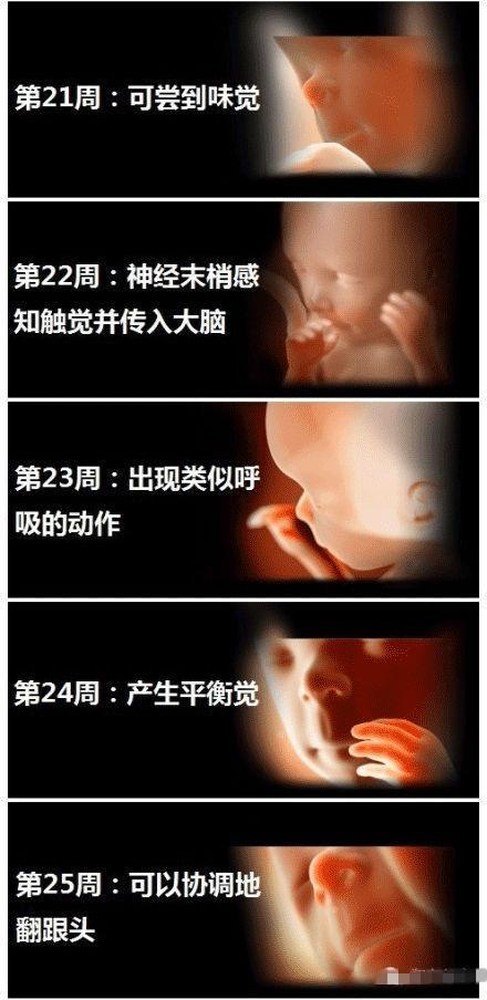 1到40周胎儿发育图，准妈须把握3个营养关键期-搜狐母婴