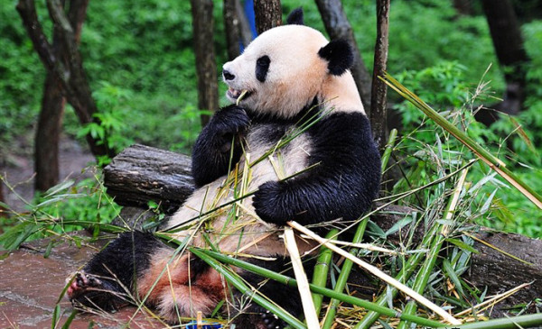 涛哥行天下之环中国篇:与国宝大熊猫亲密接触