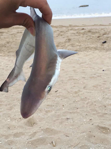 海边偶遇小鲨鱼