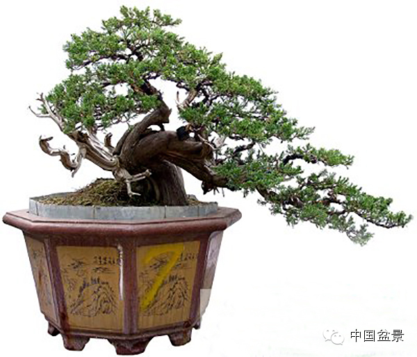 盆景大师魏积泉作品赏析
