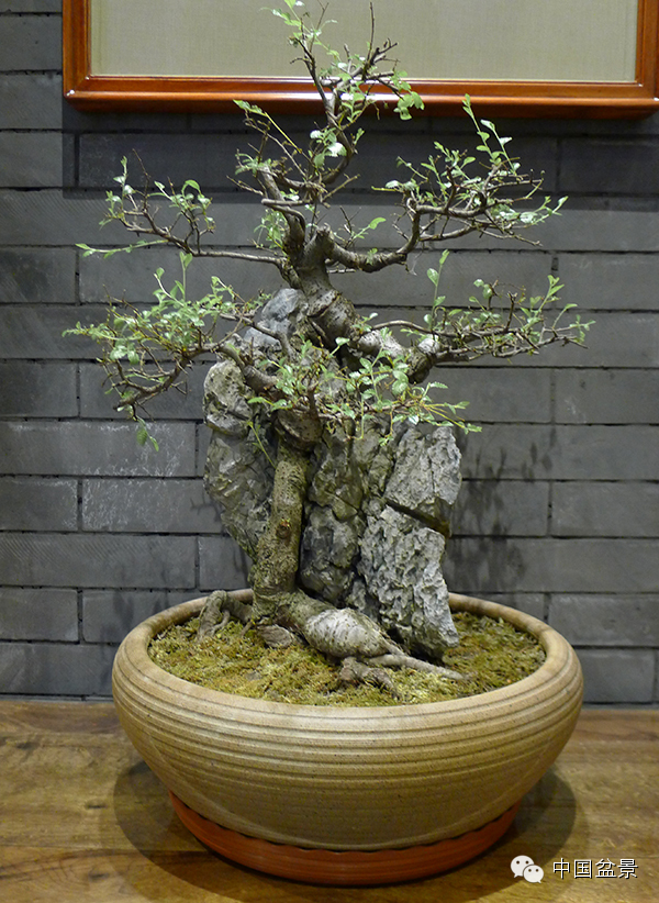 盆景大师魏积泉作品赏析