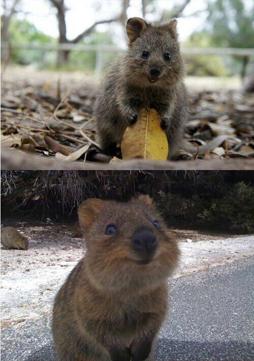 理财 正文  去rottnest island看短尾矮袋鼠(quokka) ,这里是世界上