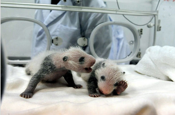 双胞胎熊猫宝宝的眼睛和身体的部分开始慢慢变黑。