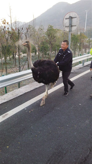 ʩԱ¸