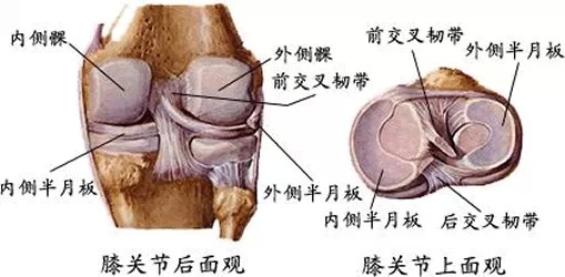 内侧半月板比较大,近似c形,外侧半月板较小,形状似o形,且外侧半月板的