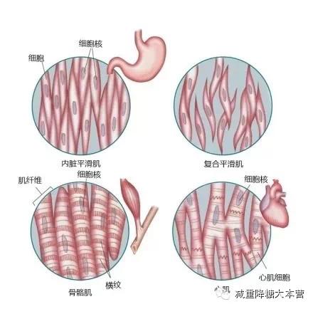 摘自减重降糖大本营