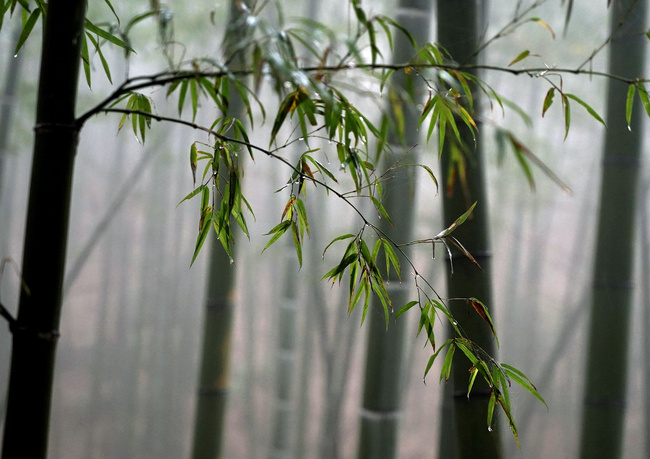 雨中品竹——蜀南竹海之旅