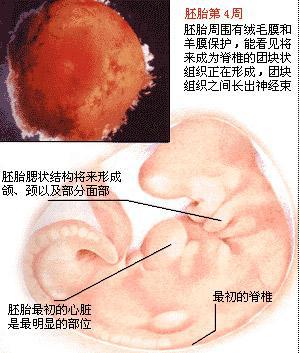 十月怀胎:来了解胎儿发育全过程吧